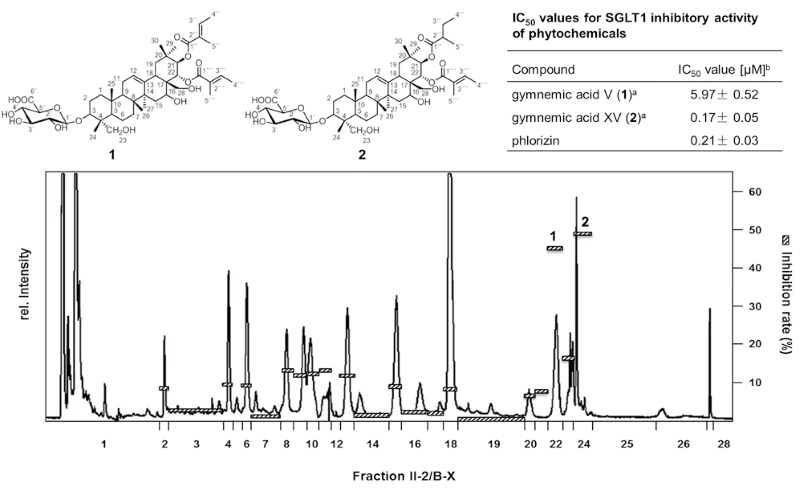 Fig. 2. HPLC separation of subfraction II-2 from Gymnema sylvestre and inhibition of a methylglucose (1 mM)-induced hSGLT1-transportation current in presence of corresponding HPLC fractions. Chemical structures of hSGLT-inhibitors Gymnema acid V (1) and XV (2).